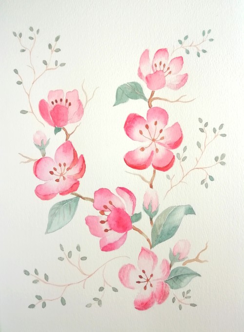 Cherry Blossoms