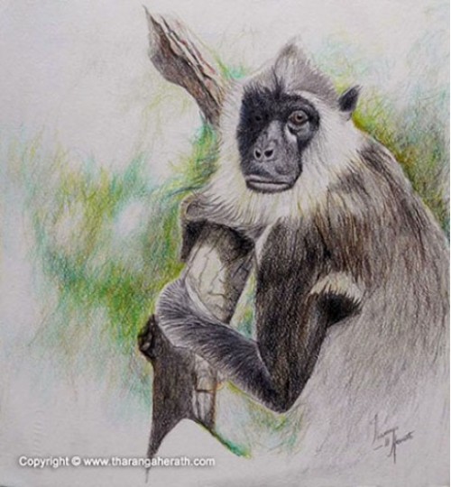Grey Langur