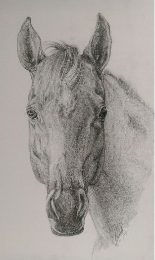 Horse 1
