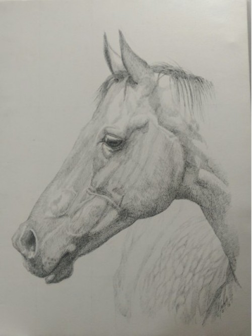 Horse 2