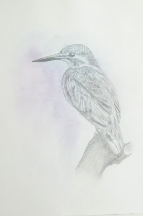 Kingfisher