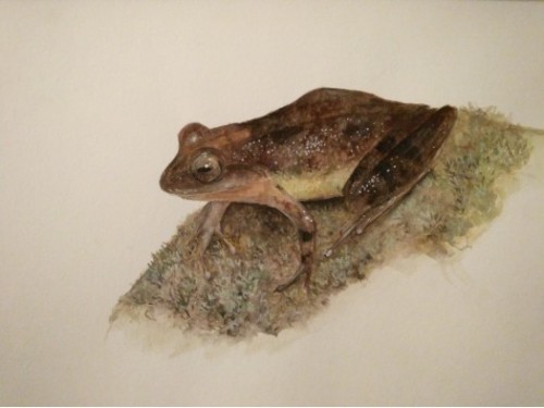 Shrub Frog