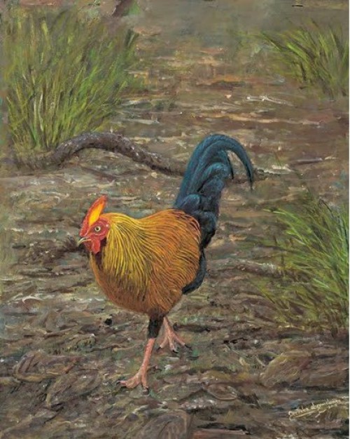 Sri Lanka Junglefowl