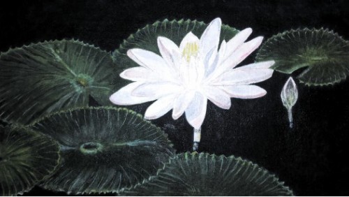 Water Lily